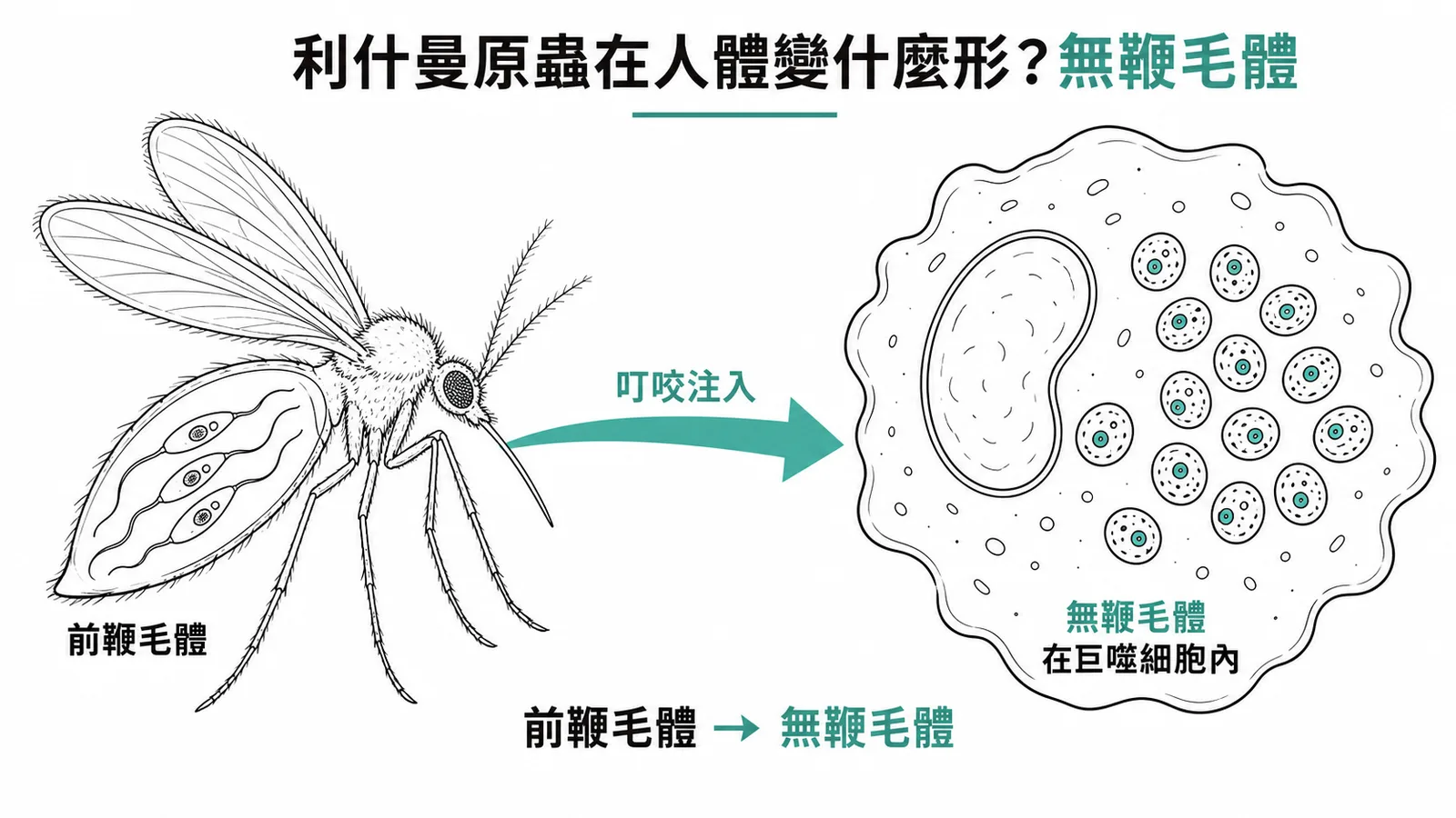 利什曼原蟲經白蛉叮咬注入後在巨噬細胞內由前鞭毛體轉為無鞭毛體