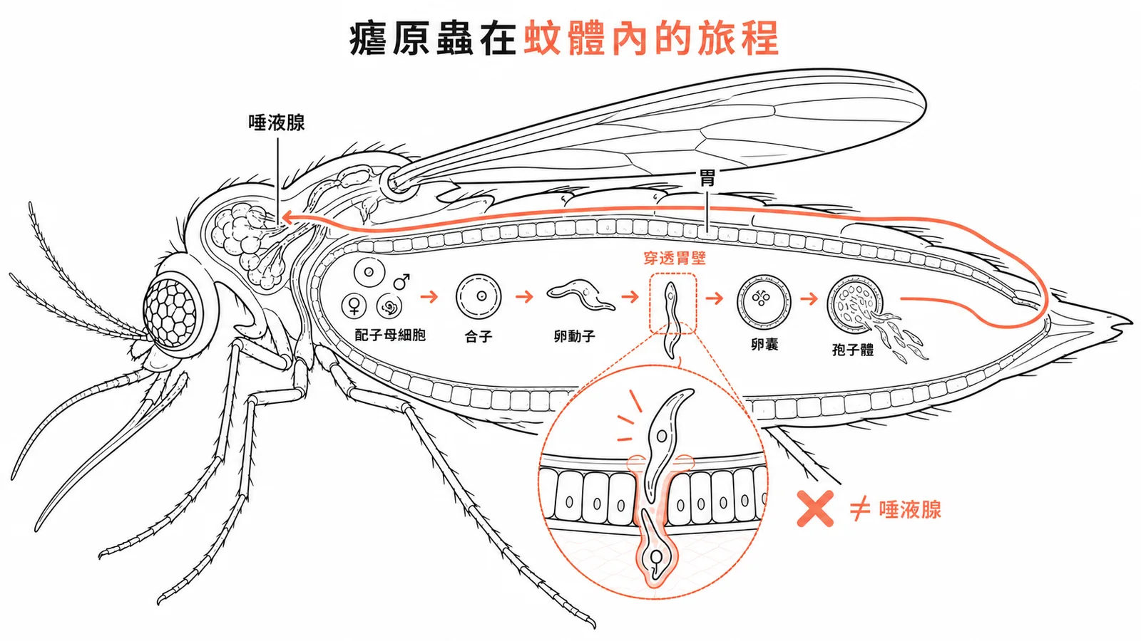 瘧原蟲在蚊體內發育流程:卵動子穿透胃壁而非唾液腺