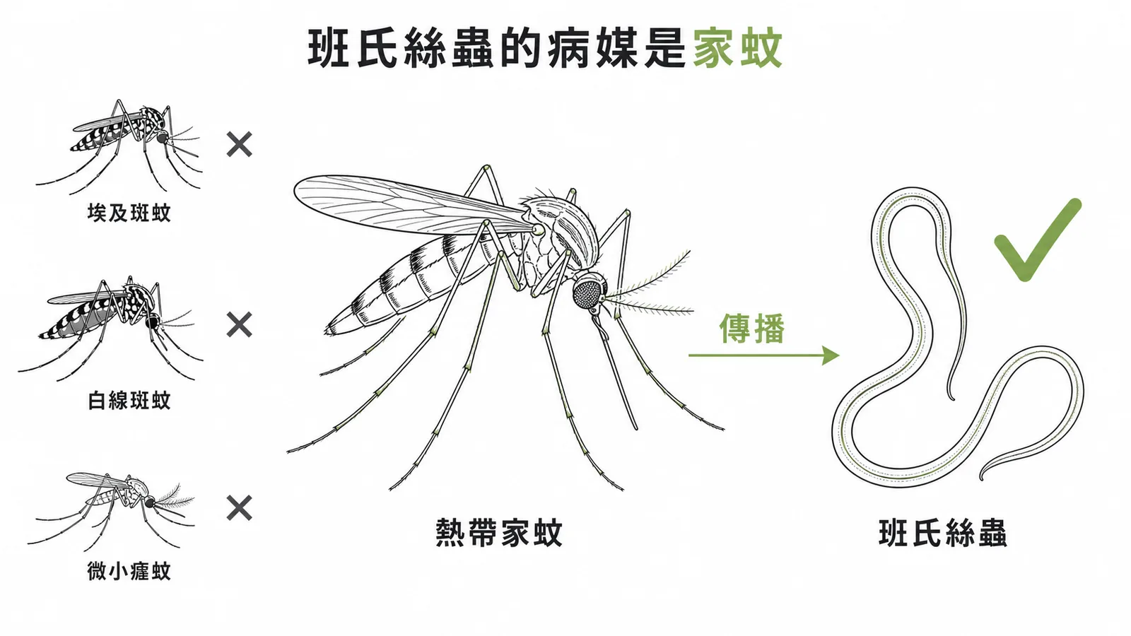 班氏絲蟲的傳播病媒是熱帶家蚊而非斑蚊或瘧蚊