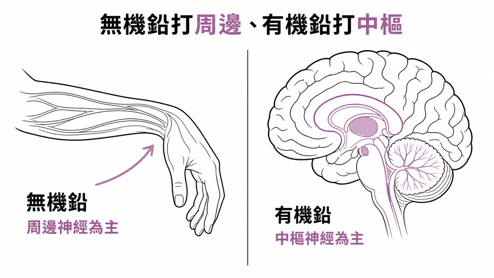 無機鉛影響周邊神經vs有機鉛影響中樞神經對比