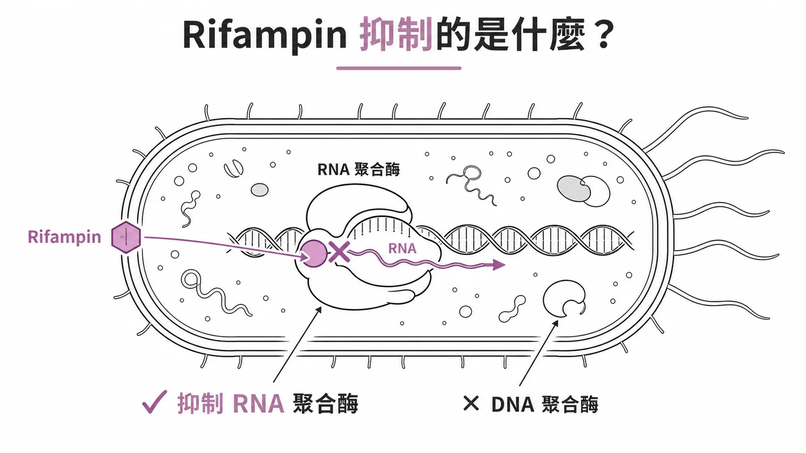 Rifampin抑制RNA聚合酶而非DNA聚合酶
