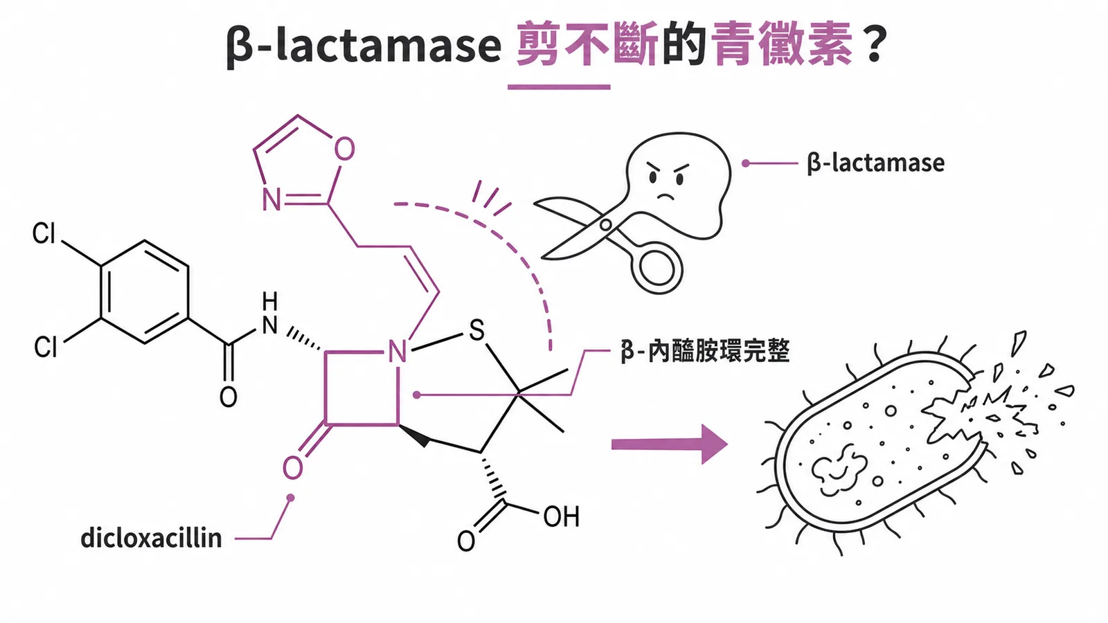 Dicloxacillin 的 β-內醯胺環抵抗 β-lactamase 不被切斷的示意圖