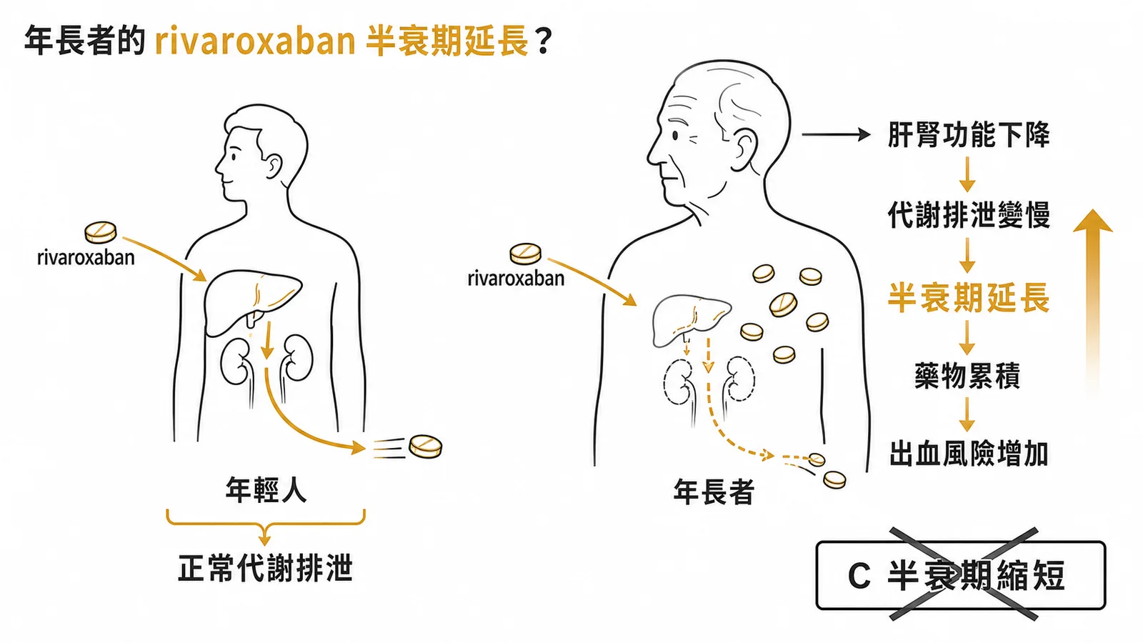 年長者肝腎功能下降導致 rivaroxaban 半衰期延長的藥動學示意圖