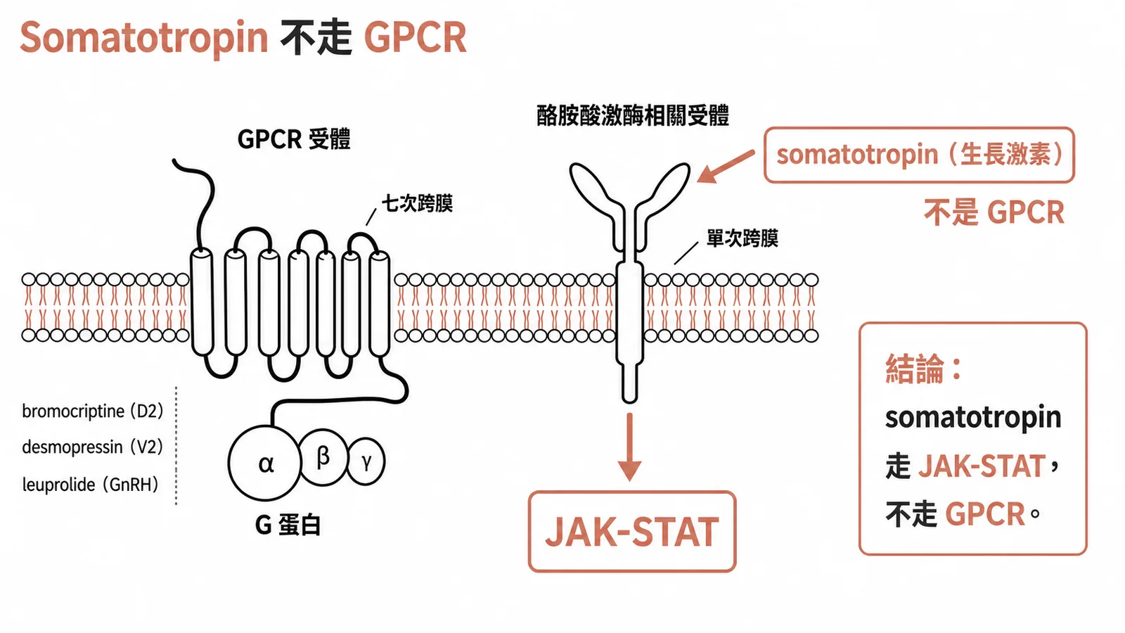 Somatotropin 走 JAK-STAT 而非 GPCR 的受體信號分類示意圖