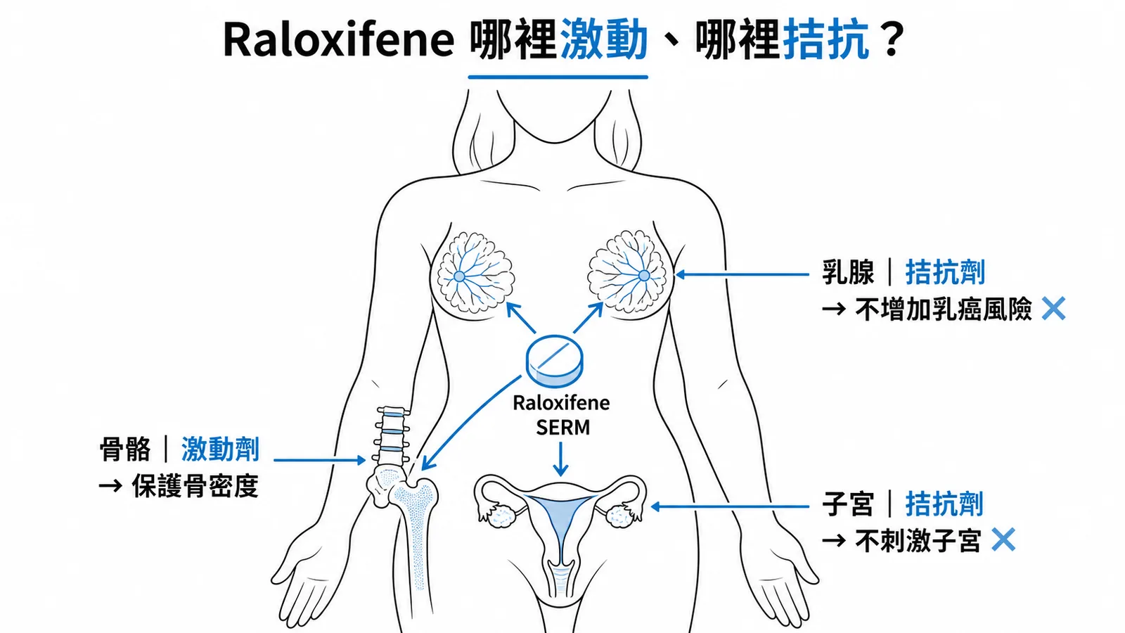 Raloxifene 在骨骼為激動劑、在乳腺與子宮為拮抗劑的 SERM 組織選擇性