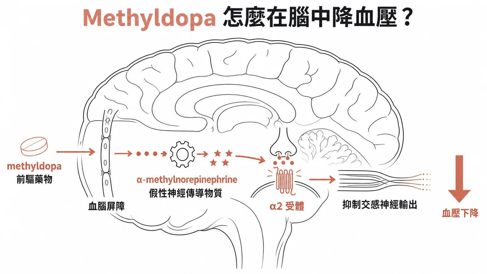 Methyldopa 在中樞轉換為 α-methylnorepinephrine 活化 α2 受體降血壓的機制