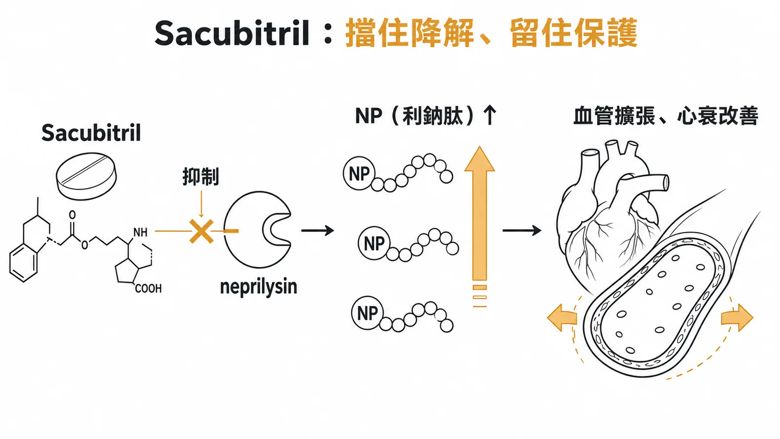 Sacubitril 抑制 neprilysin 防止利鈉肽降解的藥理機轉示意圖
