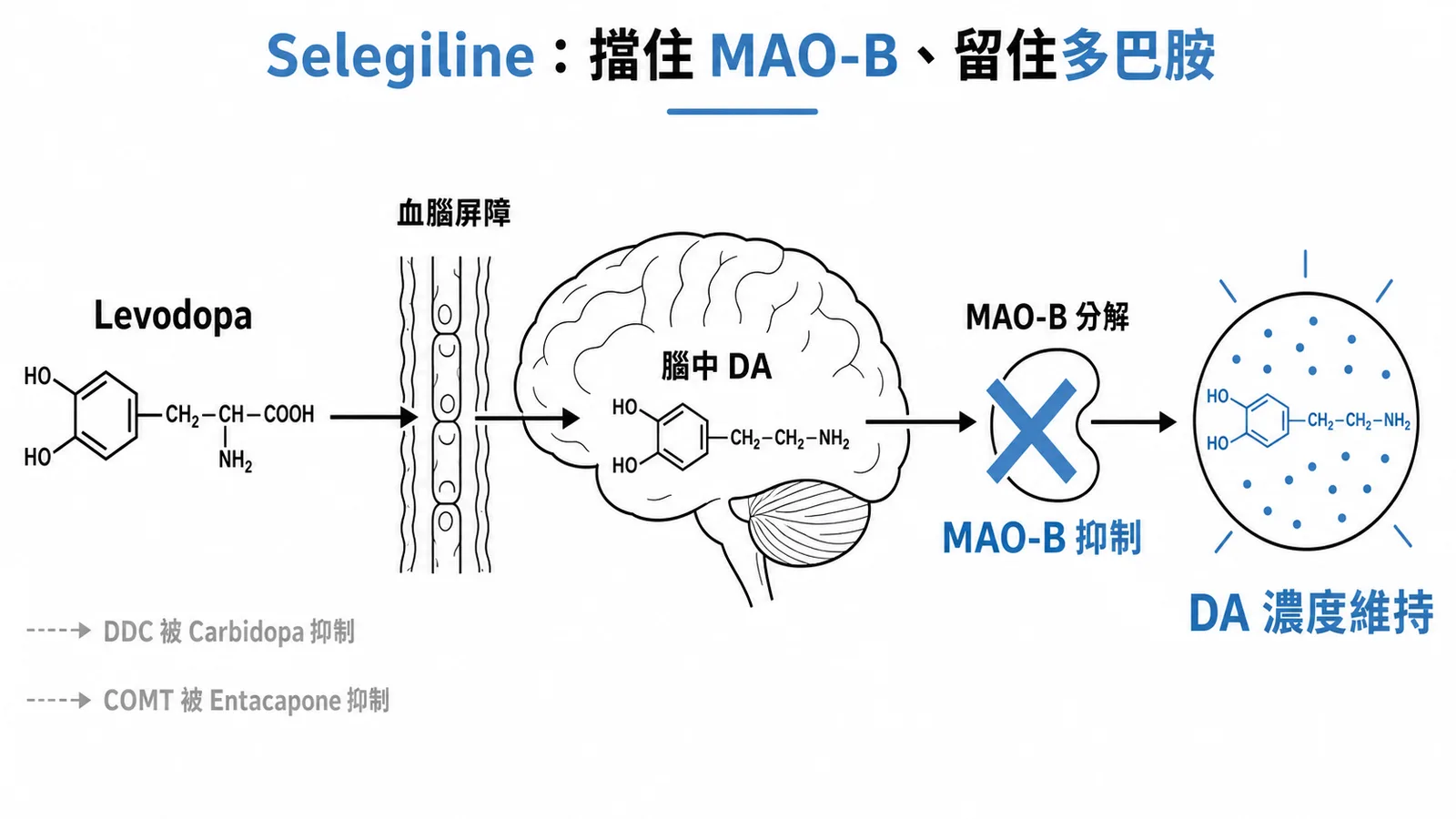 Selegiline 抑制 MAO-B 減少腦中多巴胺分解的代謝途徑示意圖