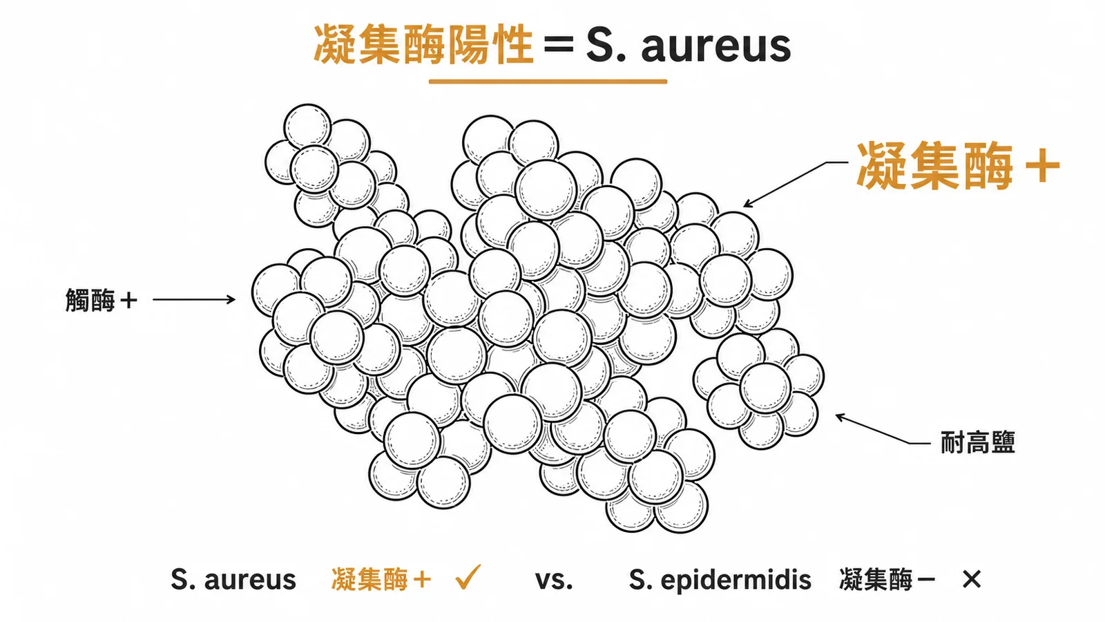 金黃色葡萄球菌凝集酶陽性、觸酶陽性、耐高鹽三大鑑定特徵與S. epidermidis對照示意圖
