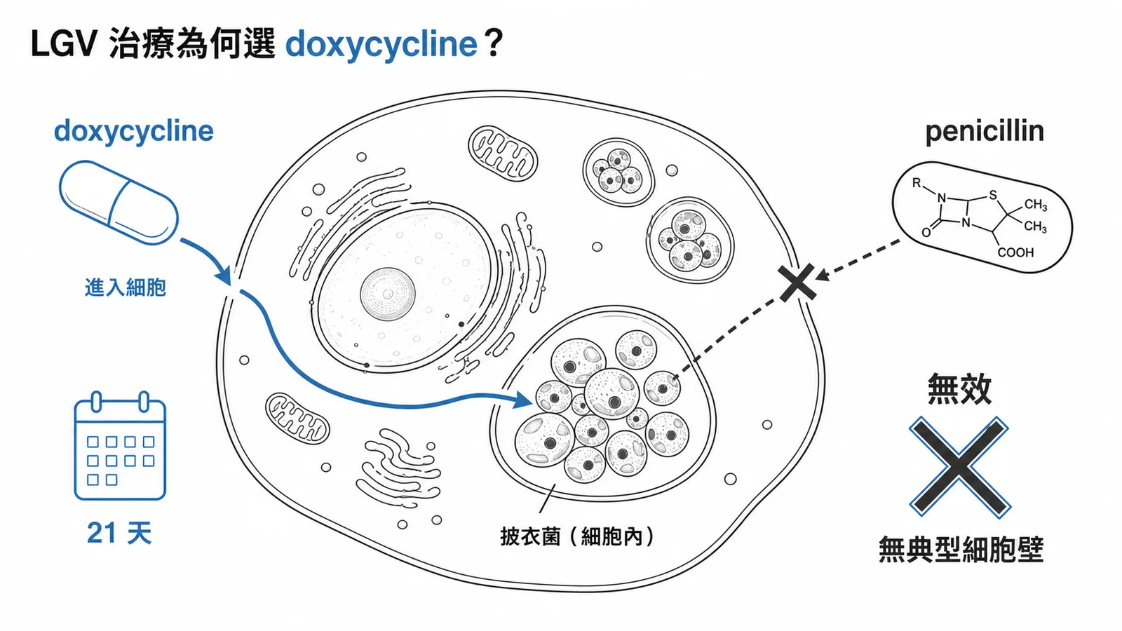 LGV 治療首選 doxycycline:穿透細胞膜抑制細胞內披衣菌