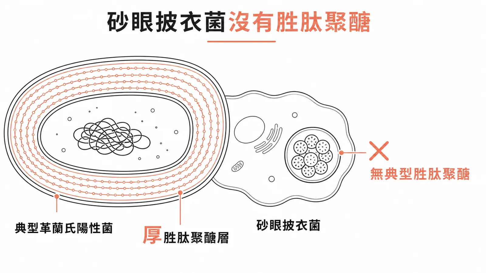砂眼披衣菌缺乏典型胜肽聚醣細胞壁,與一般革蘭氏陽性菌不同