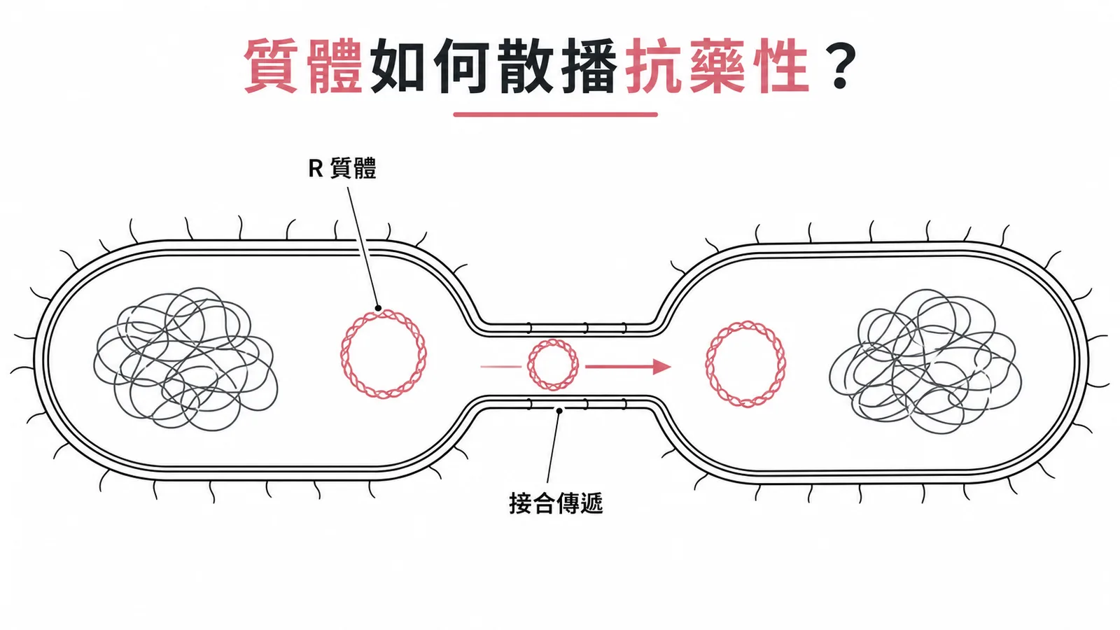 質體透過接合傳遞在細菌間散播抗藥性基因