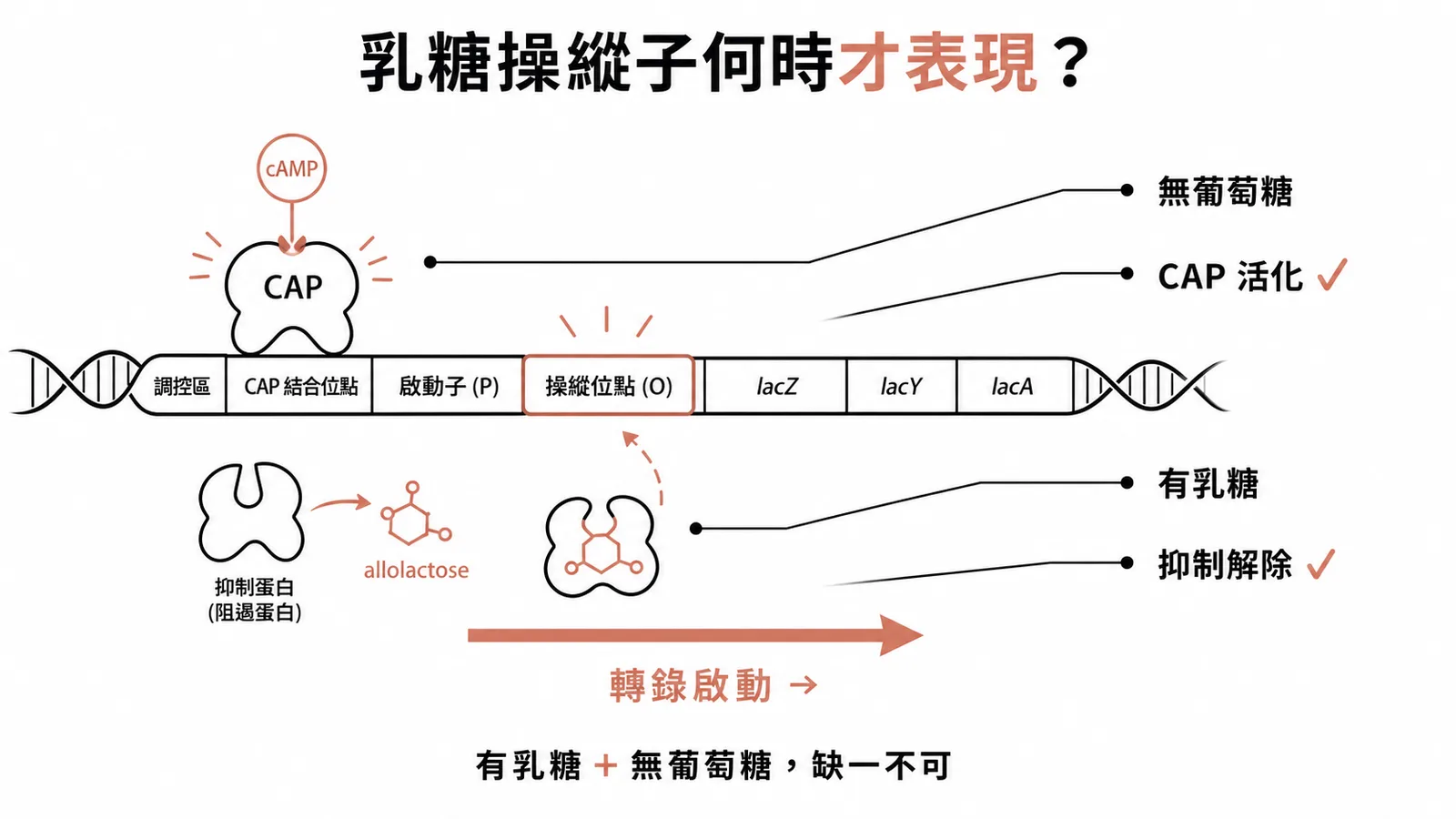 乳糖操縱子在有乳糖且無葡萄糖時 CAP 活化加抑制解除才高效表現