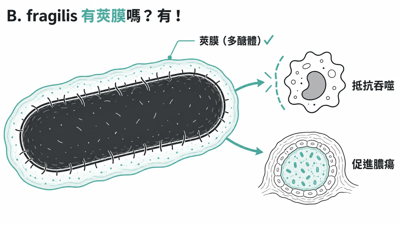 B. fragilis 具有多醣體莢膜,可抵抗吞噬並促進膿瘍形成
