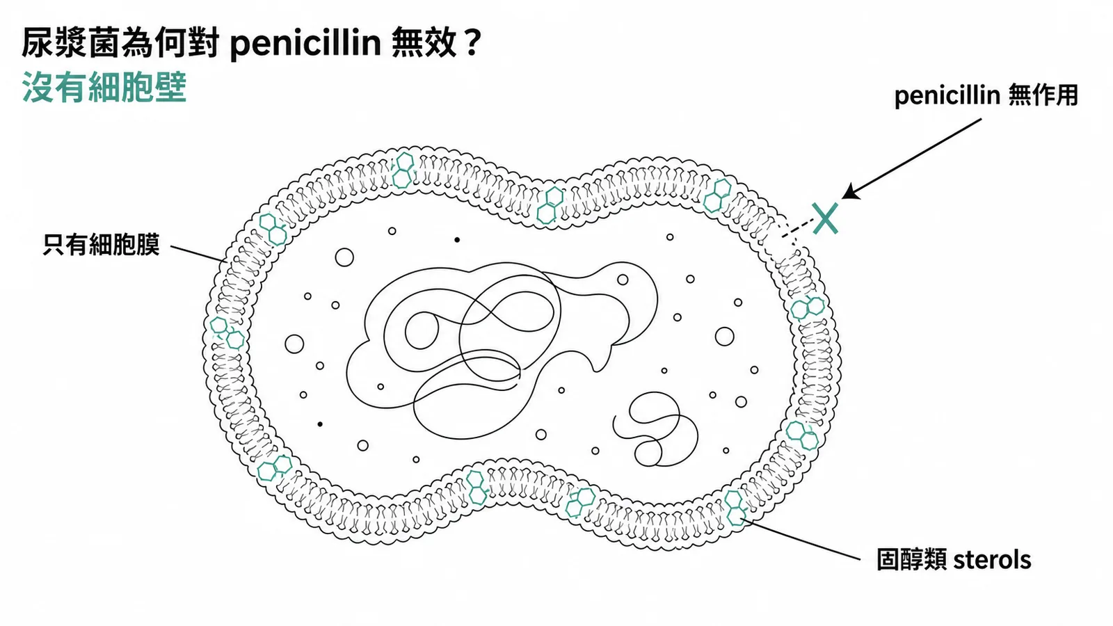 尿漿菌沒有細胞壁只有含固醇類的細胞膜,penicillin 無法作用