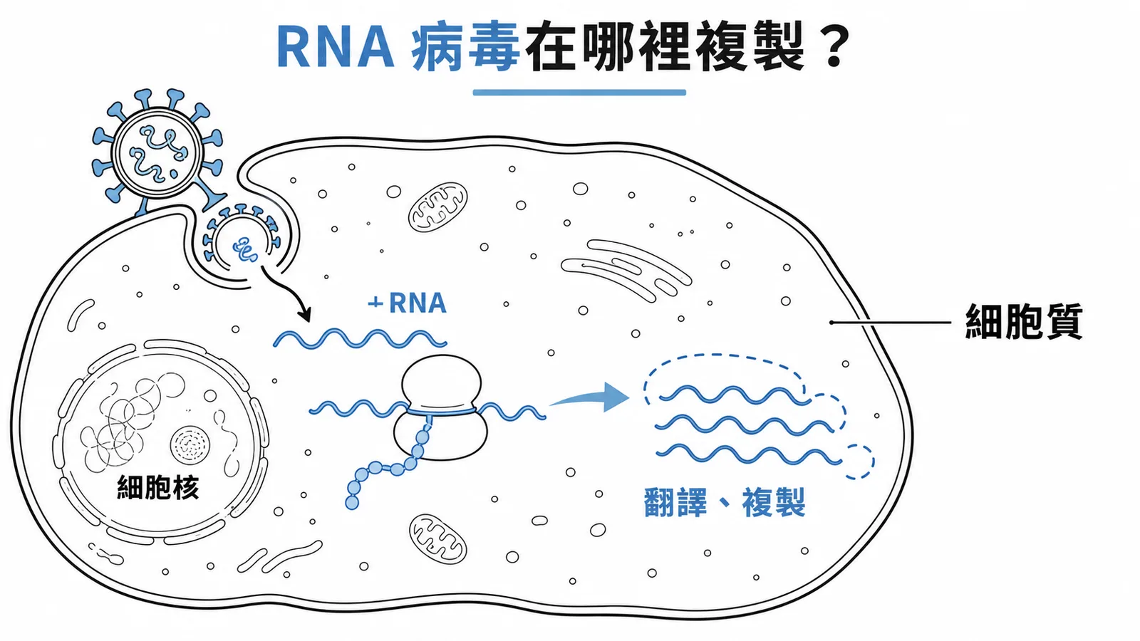 RNA 病毒如 SARS-CoV-2 在宿主細胞質中進行翻譯與複製
