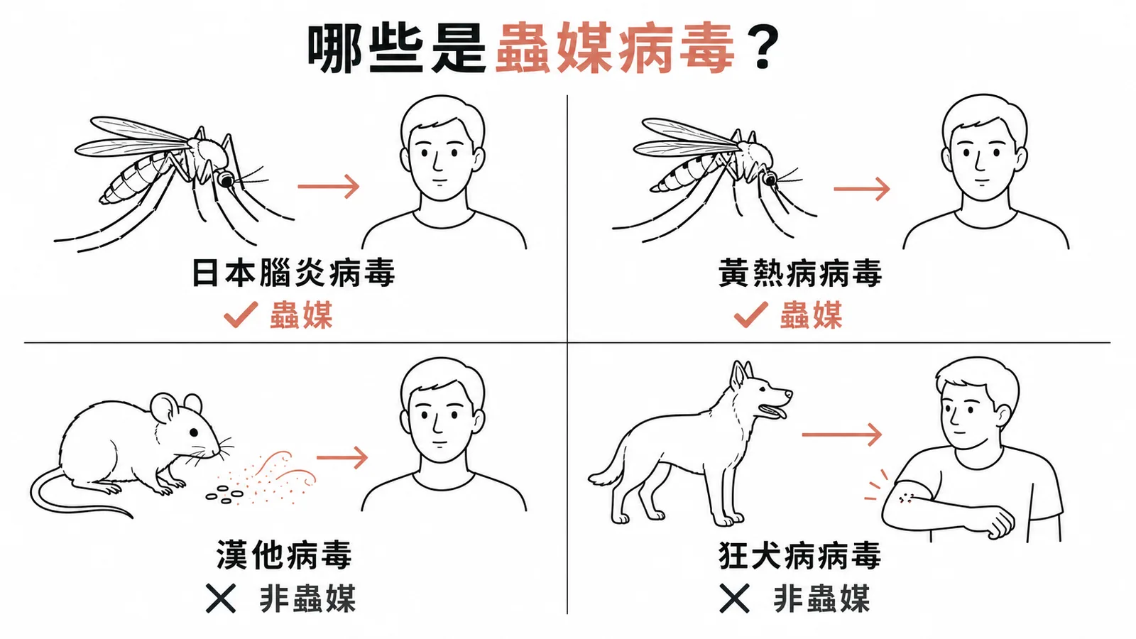 蟲媒病毒對照:日本腦炎與黃熱病由蚊子傳播,漢他病毒和狂犬病非蟲媒