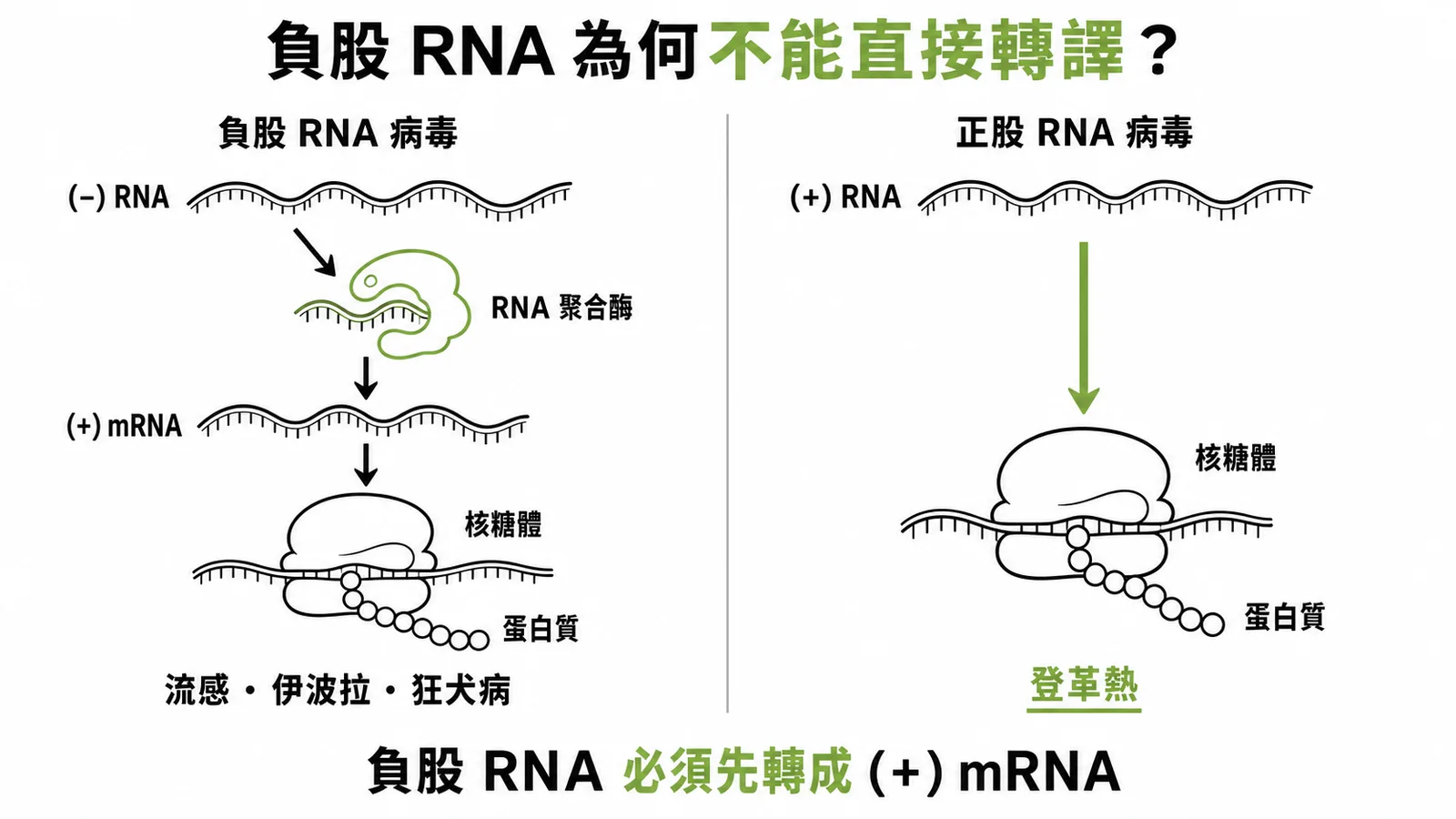 負股 RNA 病毒須先經 RNA 聚合酶轉錄為正股 mRNA 才能翻譯蛋白質,正股 RNA 病毒(如登革熱)可直接轉譯