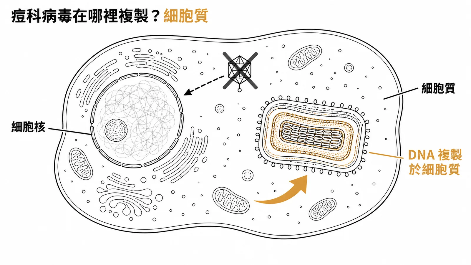 痘科病毒(Poxvirus)是唯一在細胞質中複製的 DNA 病毒,自帶 RNA 聚合酶等酵素