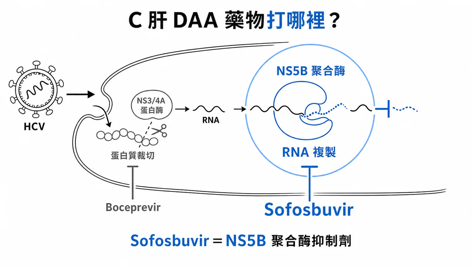 C 肝 DAA 藥物標靶:Sofosbuvir 抑制 NS5B 聚合酶阻斷 RNA 複製