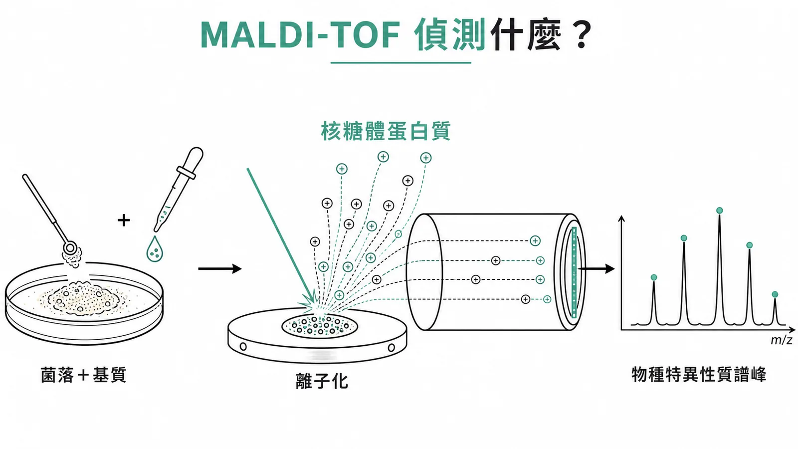 MALDI-TOF MS 以雷射離子化微生物核糖體蛋白質,產生物種特異性質譜圖來快速鑑定