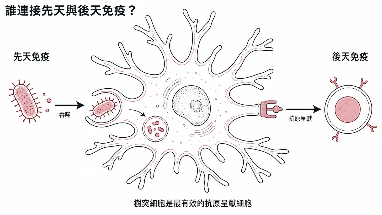 樹突細胞吞噬病原體(先天免疫)再將抗原呈獻給 T 細胞(後天免疫),是最有效的 APC