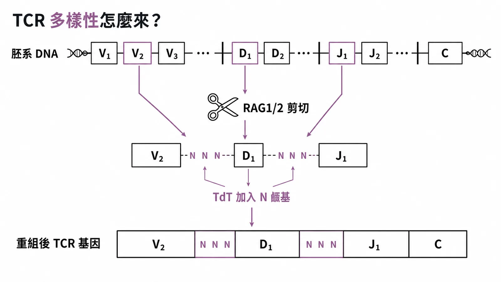 TCR 多樣性由 V(D)J 重組(RAG1/2 剪切)與 TdT 在接合點加入 N-nucleotide 共同產生