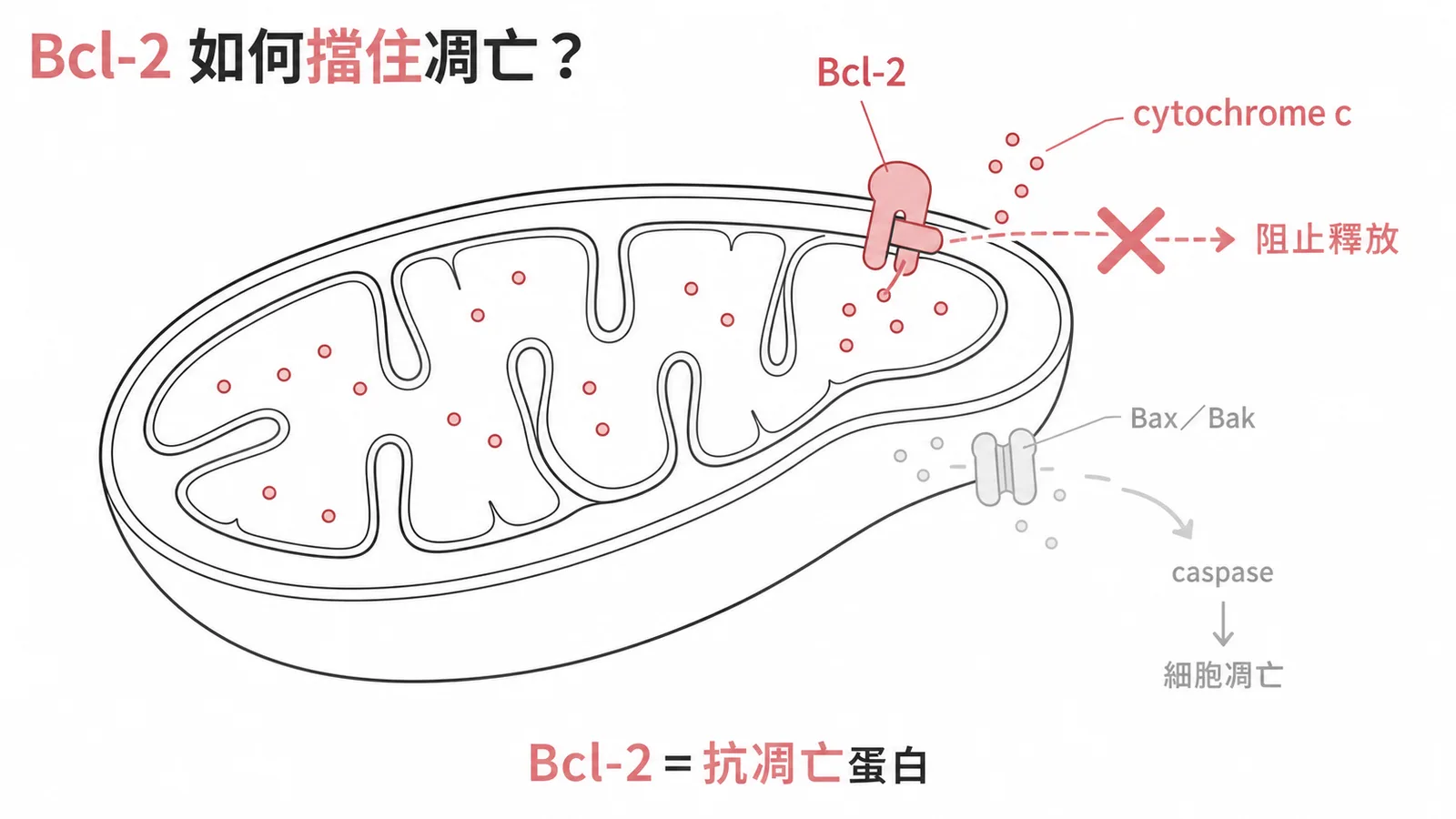Bcl-2 在粒線體膜上阻止 cytochrome c 釋出,是內在凋亡途徑的主要抗凋亡調節蛋白