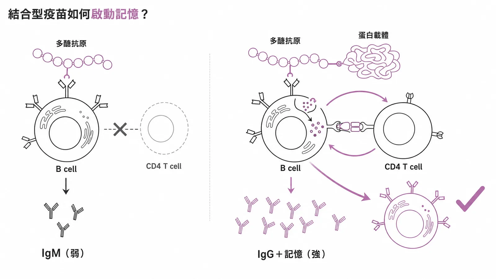 結合型疫苗讓B細胞辨識多醣、T細胞辨識蛋白載體,協作產生IgG與免疫記憶