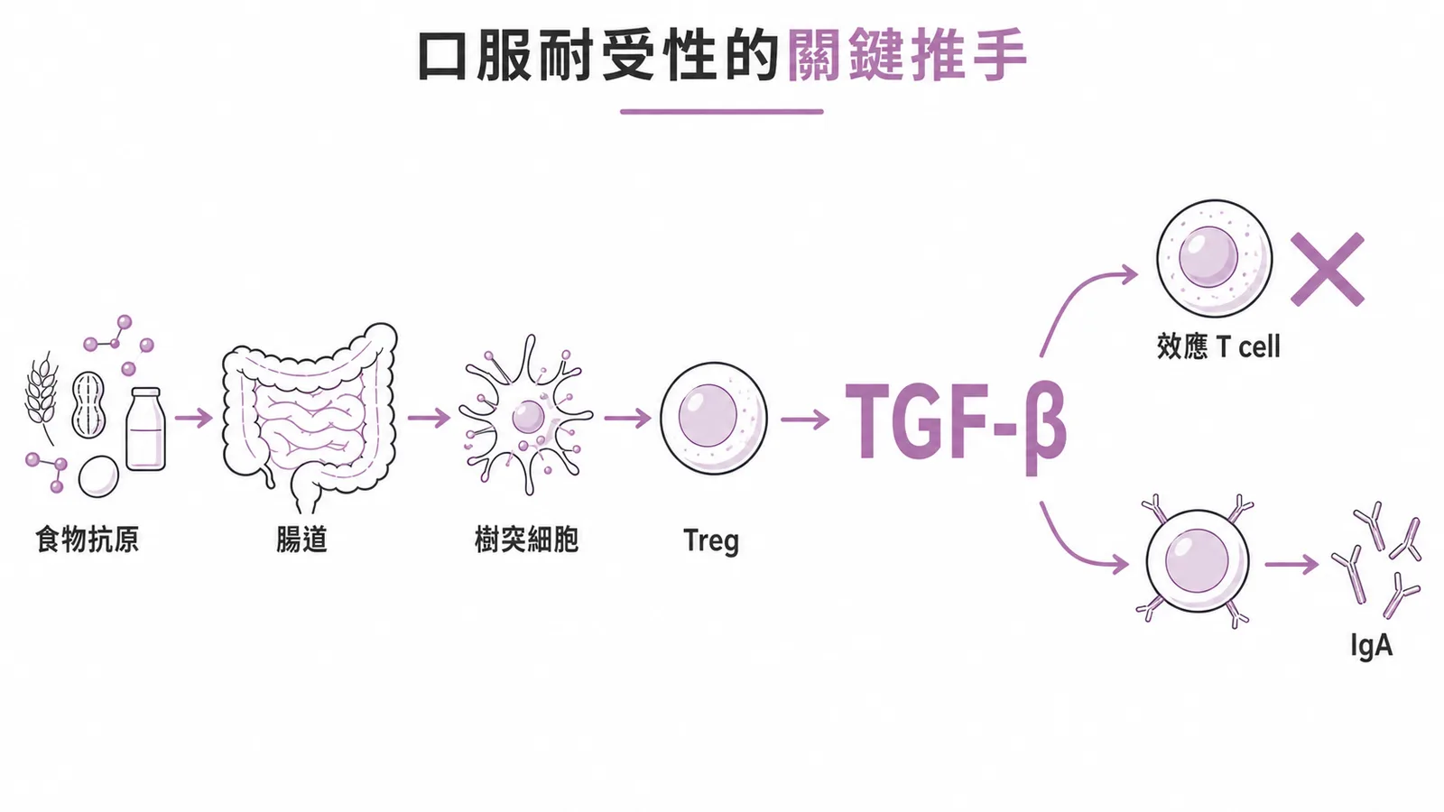 腸道Treg分泌TGF-β抑制效應T細胞,建立口服耐受性