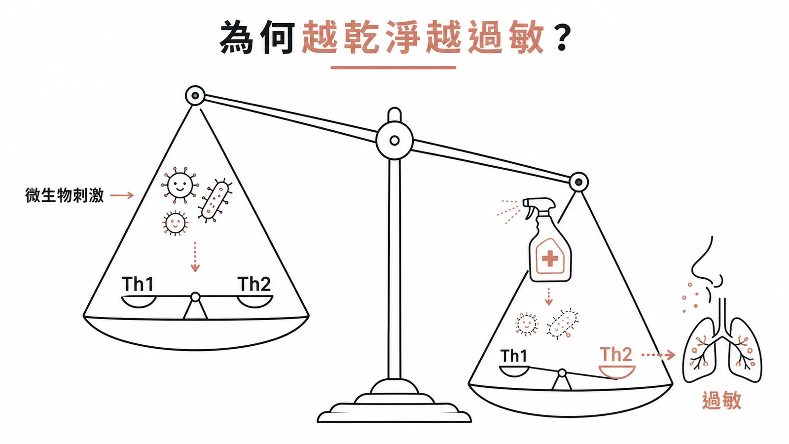 衛生假說:過度清潔使Th1/Th2失衡,Th2過度活化導致過敏