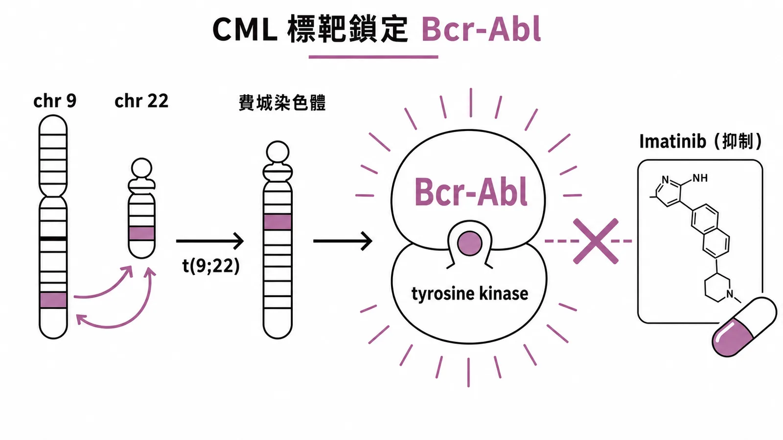 費城染色體t(9;22)產生Bcr-Abl融合蛋白,Imatinib標靶抑制其酪胺酸激酶活性