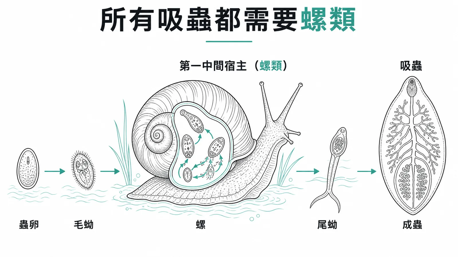 吸蟲生活史:所有吸蟲都須經螺類作為第一中間宿主