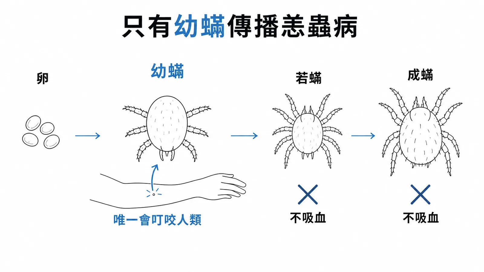 恙蟎生活史中只有幼蟎會叮咬人類傳播恙蟲病