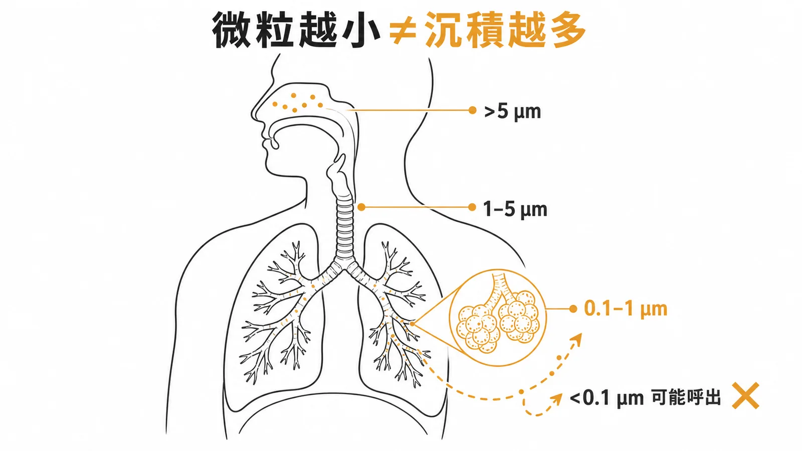 微粒粒徑與呼吸道沉積位置的關係並非線性