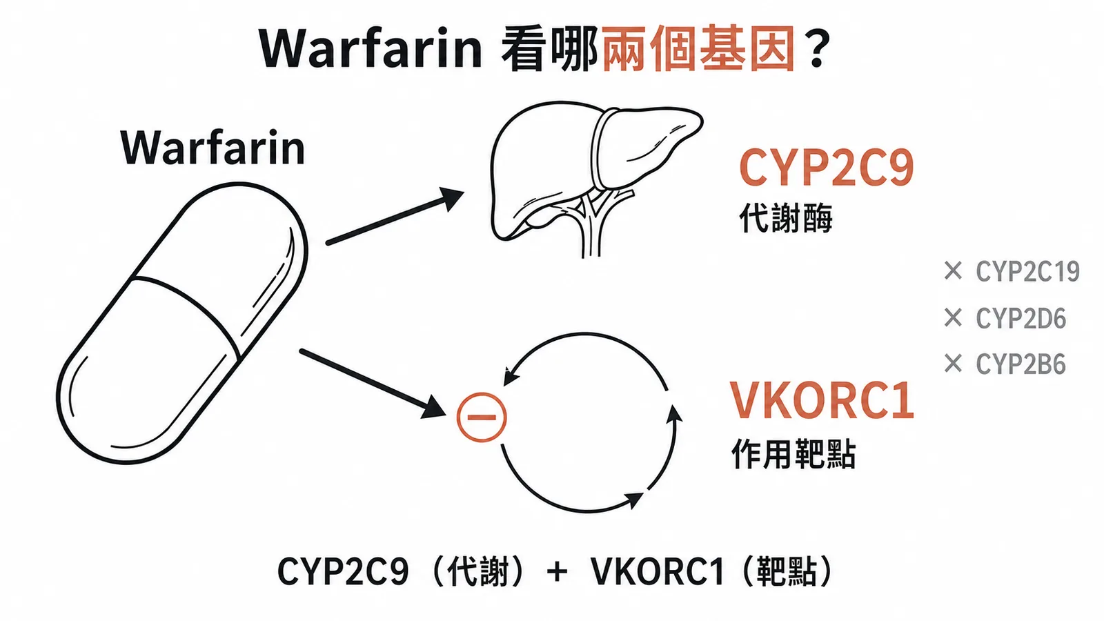 Warfarin藥效受CYP2C9和VKORC1基因多型性影響