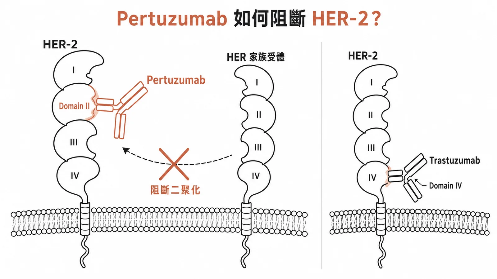 Pertuzumab 結合 HER-2 domain II 阻斷二聚化，Trastuzumab 結合 domain IV