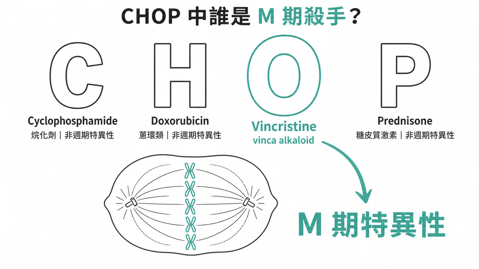 CHOP 方案中只有 Vincristine（O）是 M 期特異性抗癌藥