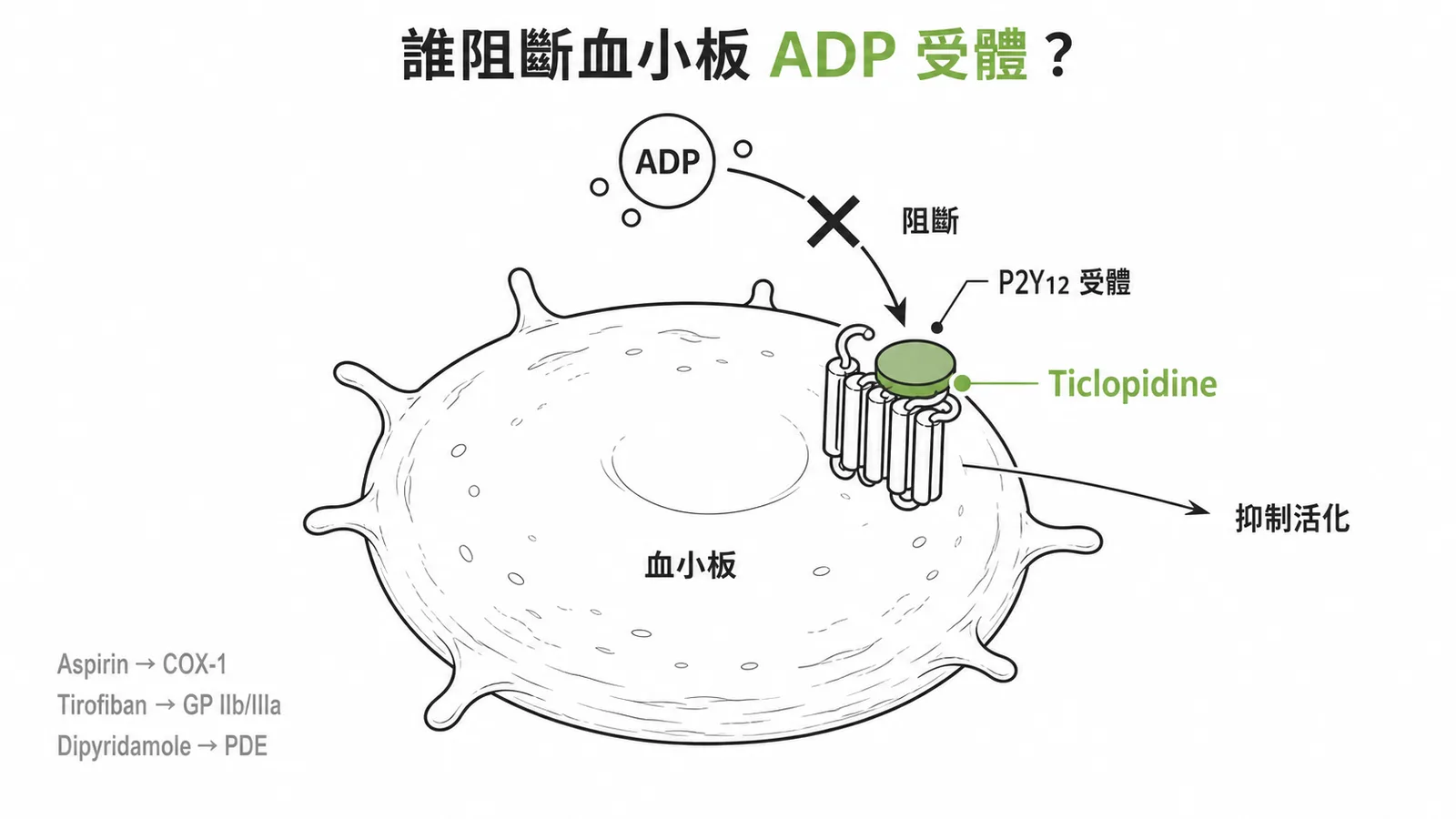 Ticlopidine 阻斷血小板 P2Y12 受體，抑制 ADP 介導的血小板活化