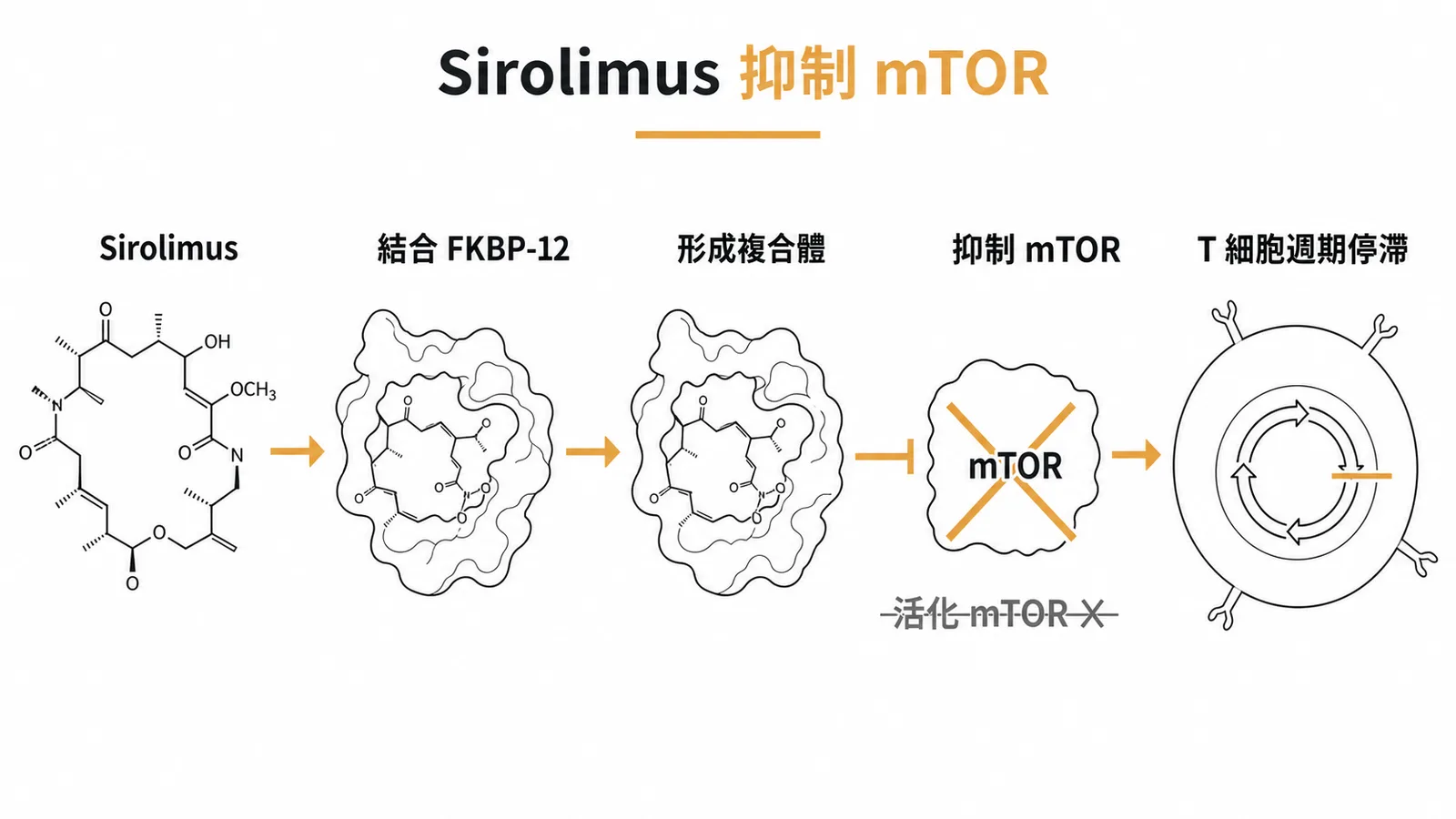 Sirolimus 結合 FKBP-12 後抑制 mTOR，阻斷 T 細胞增殖