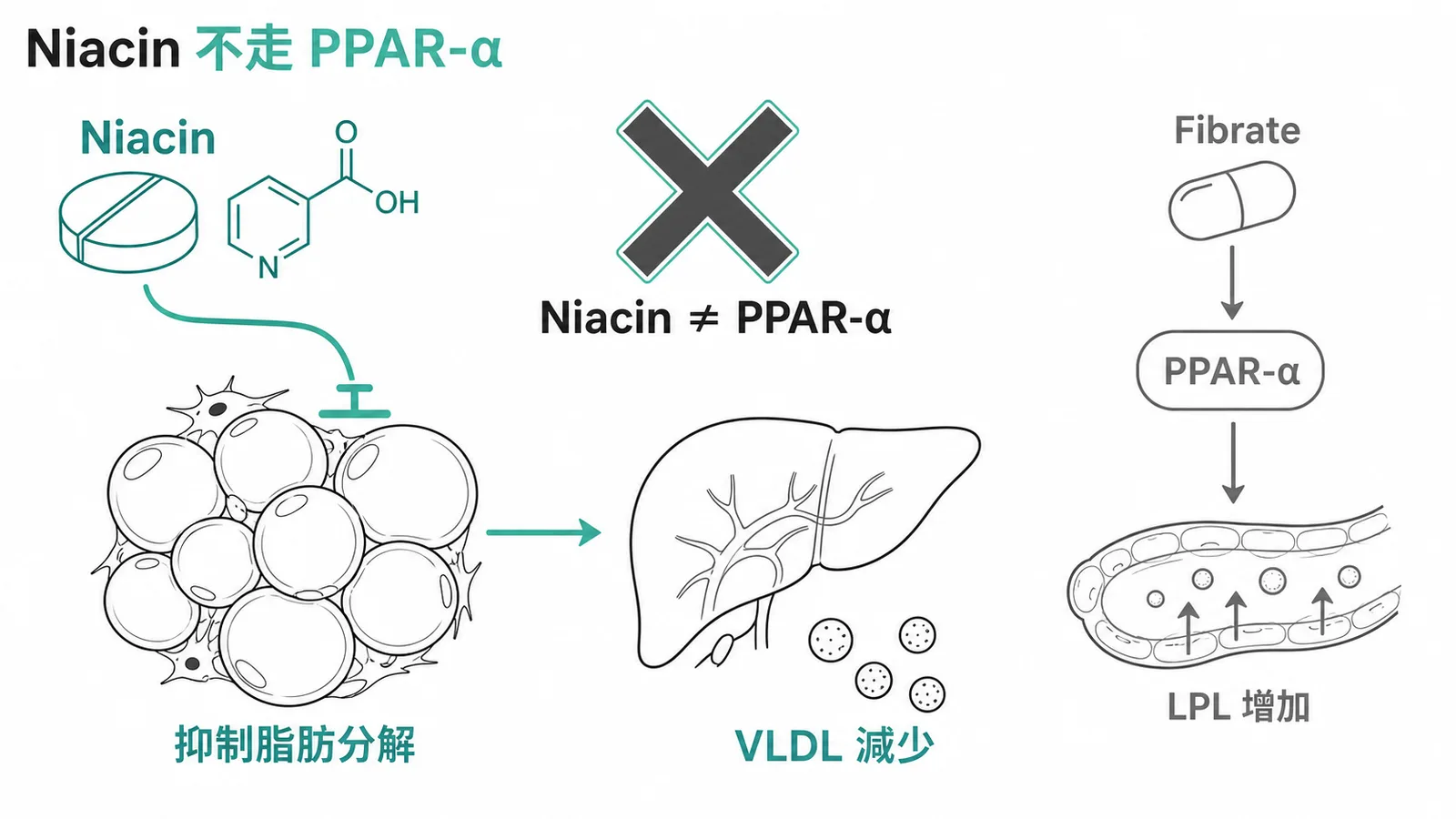 Niacin 抑制脂肪分解減少 VLDL，不走 PPAR-α（那是 Fibrate 機制）