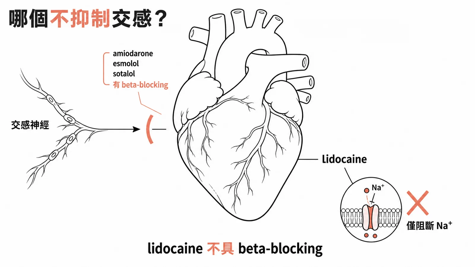 抗心律不整藥物中 lidocaine 不具交感抑制作用