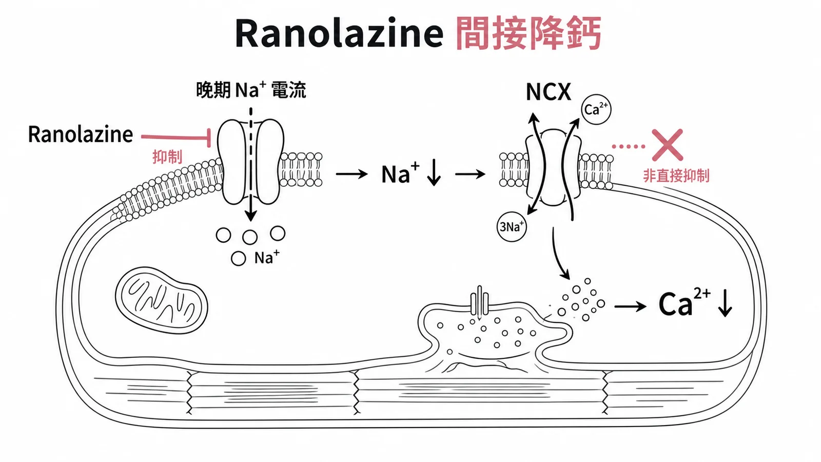 Ranolazine 抑制晚期鈉電流間接降低細胞內鈣