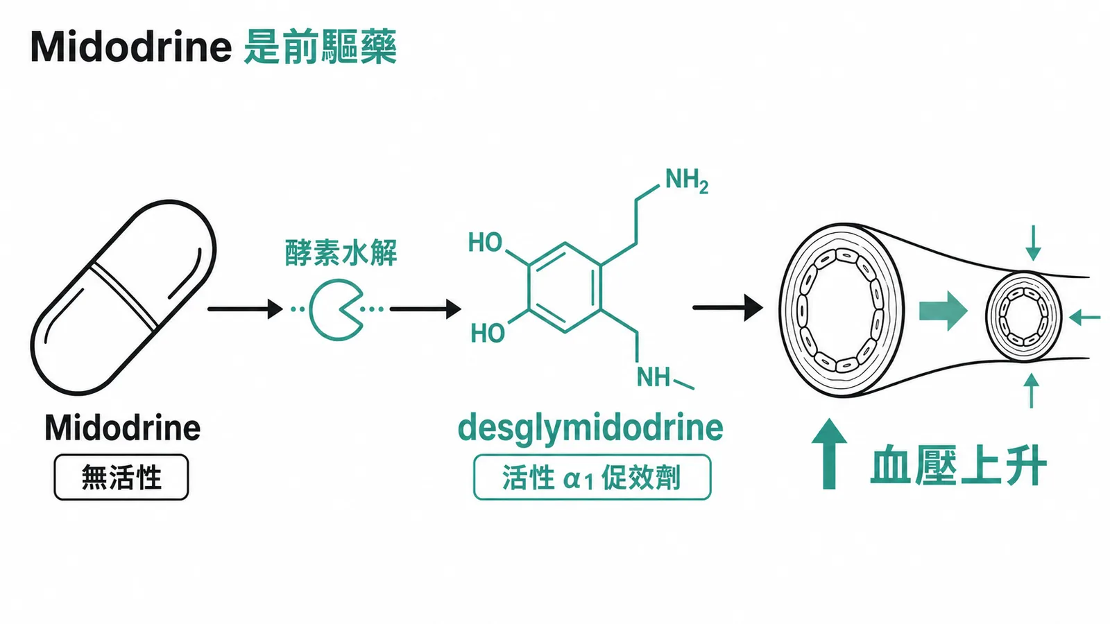 Midodrine 前驅藥經酵素水解為 desglymidodrine 活性 α1 促效劑