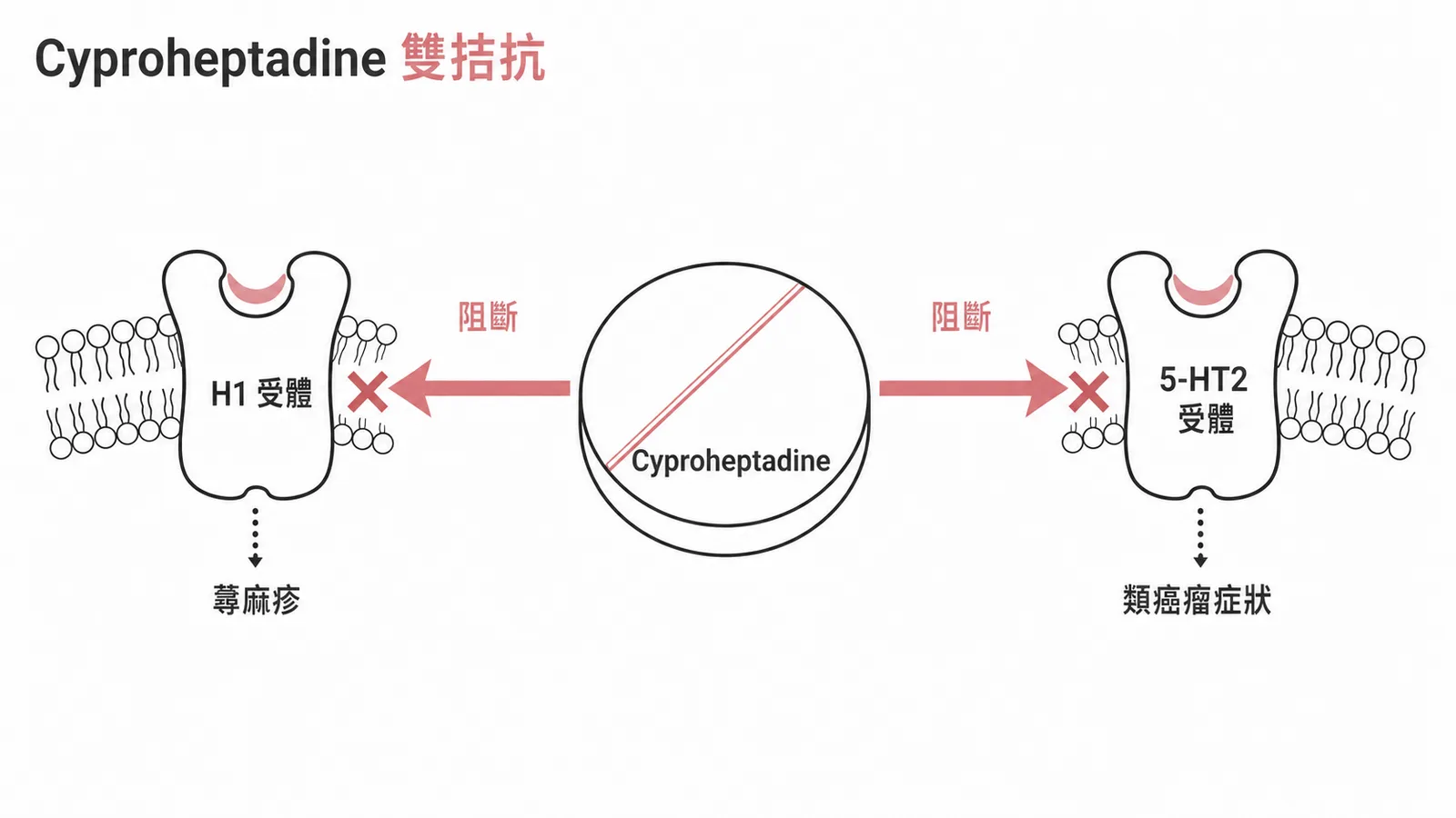 Cyproheptadine 同時拮抗 H1 與 5-HT2 受體