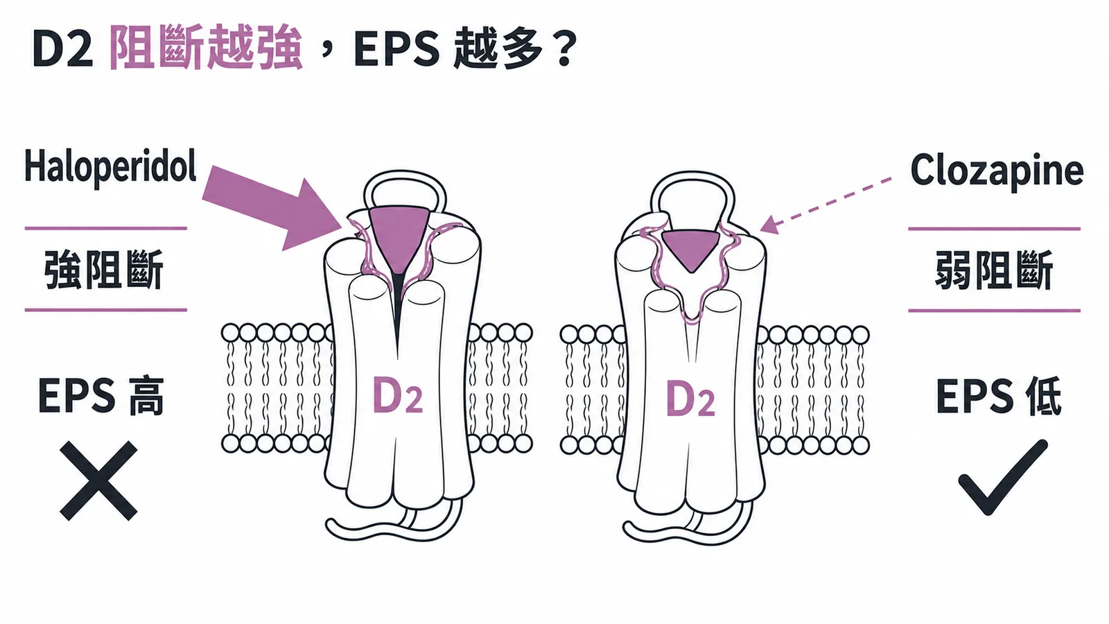 Clozapine 弱阻斷 D2 受體,EPS 風險低;Haloperidol 強阻斷 D2,EPS 風險高