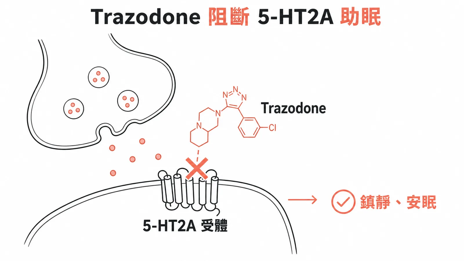 Trazodone 阻斷 5-HT2A 受體產生鎮靜安眠效果