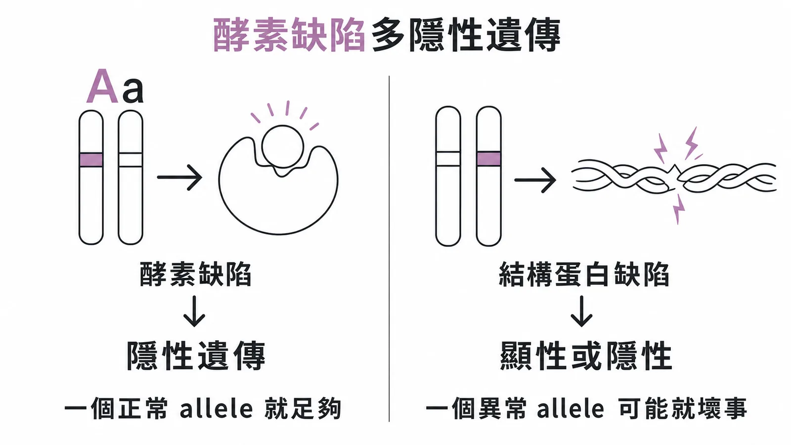 酵素缺陷多為隱性遺傳，結構蛋白缺陷可顯性或隱性