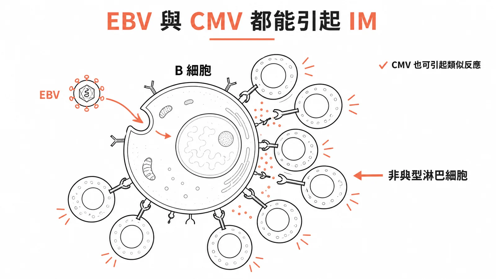 EBV 感染 B 細胞引發細胞毒性 T 細胞增生，CMV 也可引起類似反應