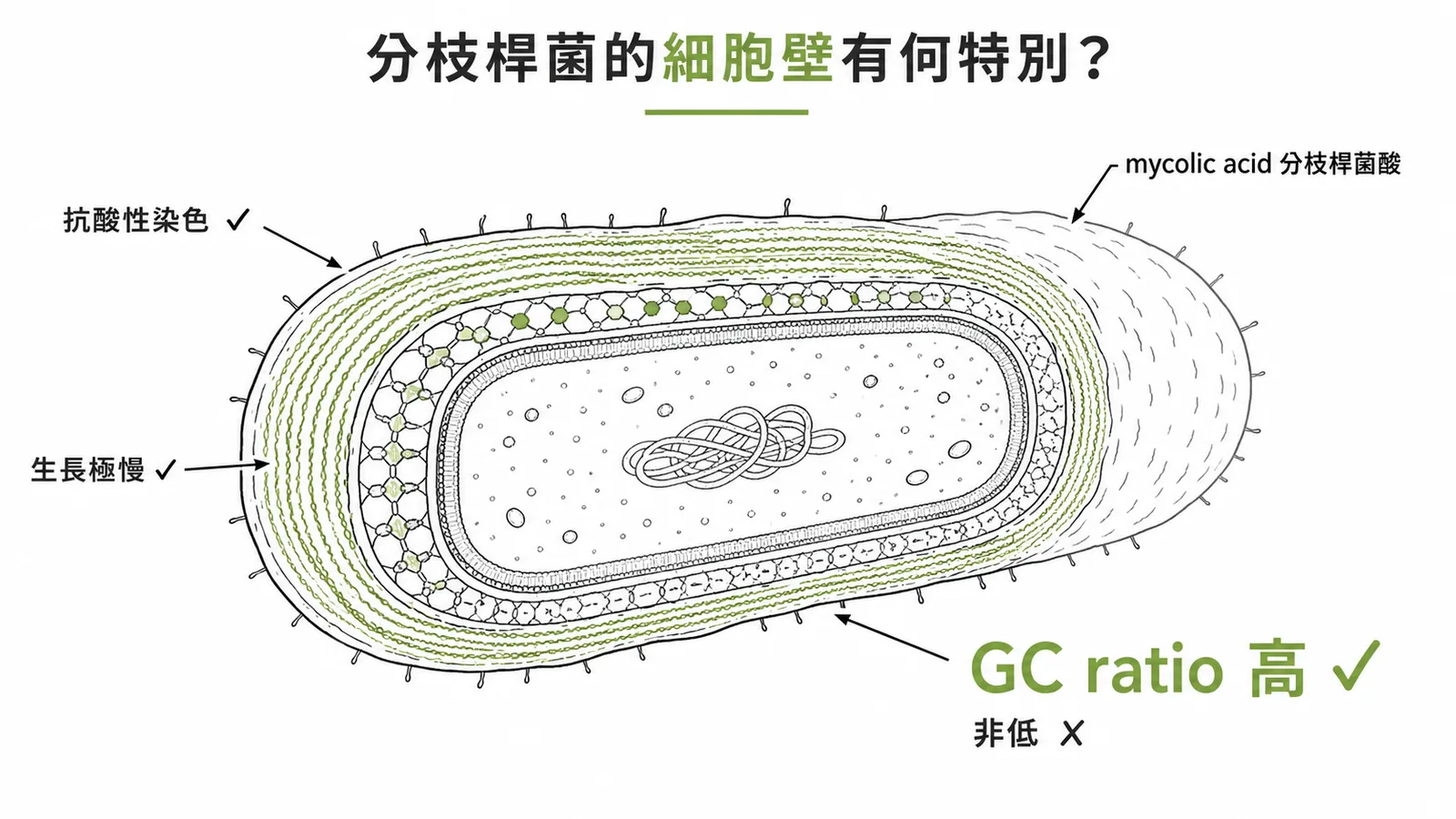 分枝桿菌細胞壁含mycolic acid且GC ratio高非低